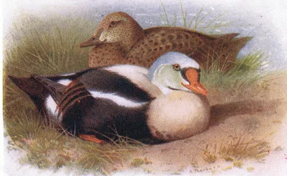 Rey Eider